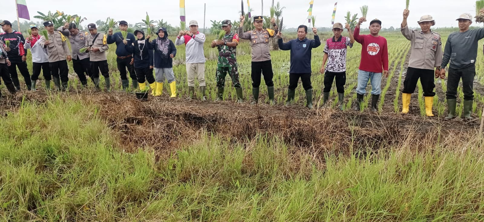 LAUNCHING PENANAMAN BENIH PADI UNGGUL JENIS INPARI 32