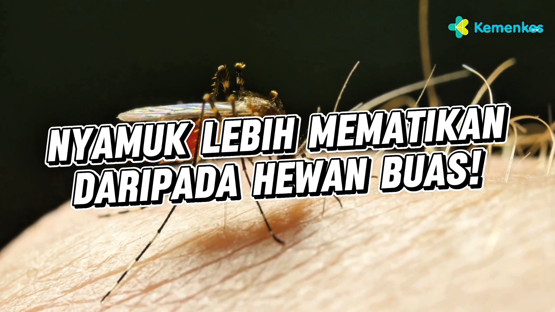 NYAMUK, SI KECIL MEMATIKAN ANCAMAN NYATA YANG SERING DIREMEHKAN