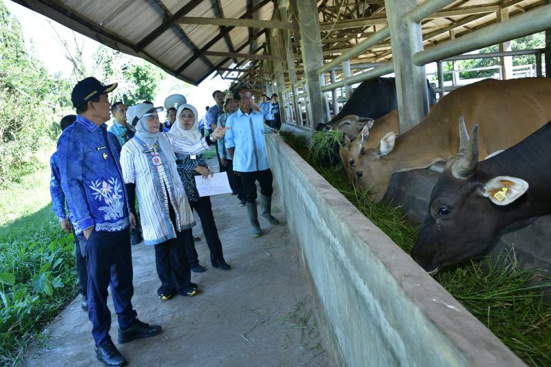 BUPATI HSS DORONG PENGUATAN INOVASI PERTANIAN, TINJAU PETERNAKAN SAPI DAN BERDIALOG DENGAN KELOMPOK TANI DI UPTD BPPT HARITI